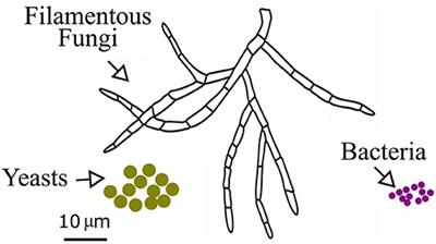 Fungi: A Neglected Candidate for the Application of Self-Healing Concrete